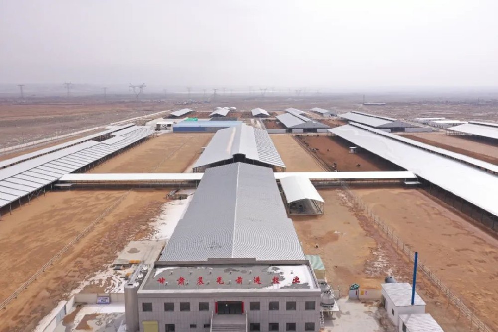甘肅晨光前進牧業：科技賦能開啟智慧養殖新時代