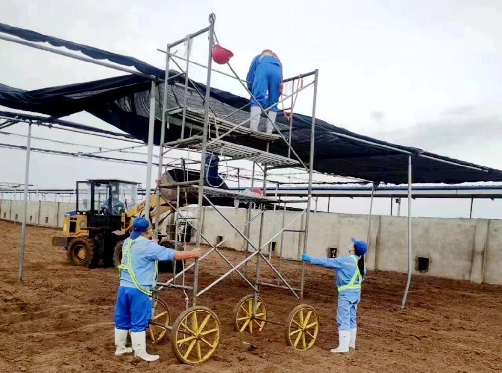 甘肅前進(jìn)牧業(yè)石崗墩牧場搭建“涼棚”讓奶牛舒適度夏